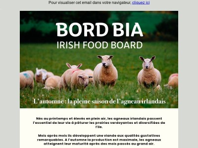 L'agneau irlandais en pleine saison cet automne