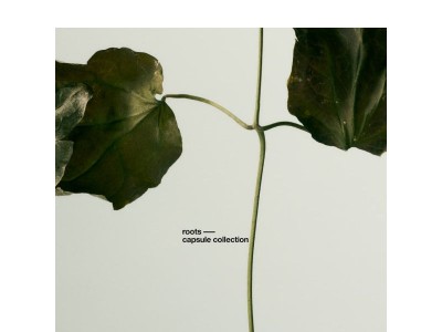 ROOTS — BIENTÔT DISPONIBLE