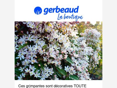 Des grimpantes décoratives toute l'année : c'est possible 😍 