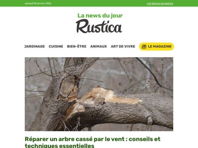 Réparer un arbre cassé par le vent : conseils et techniques essentielles
