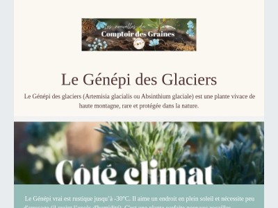 Le Génépi des glaciers