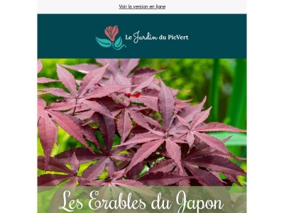 🍁 Les Érables du Japon : des couleurs remarquables pour votre jardin. 
