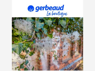 🌿Un jardin toujours vert grâce aux grimpantes persistantes !