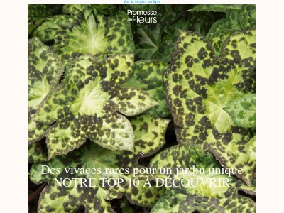 10 vivaces rares à adopter pour un jardin unique