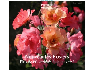 Nouveautés rosiers : découvrez les plus belles variétés de la saison !🌹