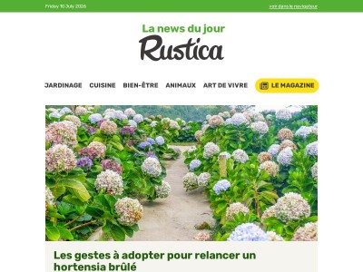 Les gestes à adopter pour relancer un hortensia brûlé