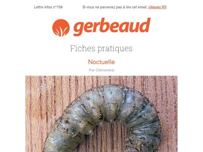 Haro sur la noctuelle, du bleu avec l'agapanthe et de l'ambiance avec les pots lumineux !