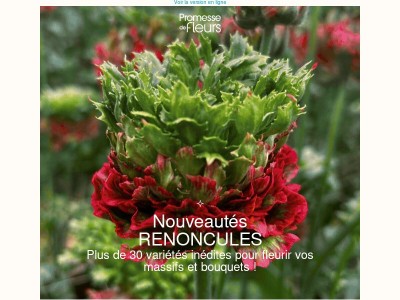 Plus de 30 nouvelles renoncules viennent d’arriver 🌸