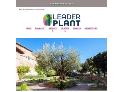 Quel olivier est fait pour vous ?