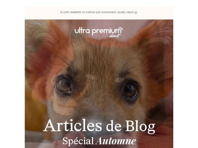 Articles de blog | Spécial automne 🍁