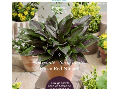 L’hosta rouge qui fait sensation ! ❤️
