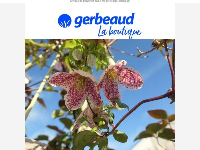 Découvrez les clématites qui fleurissent en hiver ! ❄ 