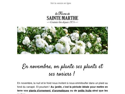 En novembre, on plante ses rosiers !🌹