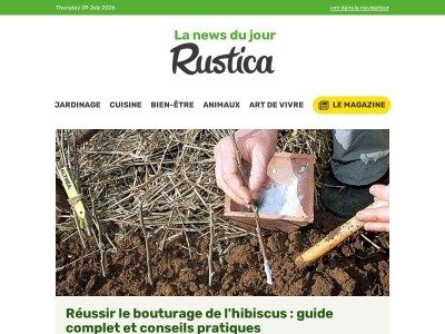 Bouture hibiscus : Guide complet pour réussir facilement !