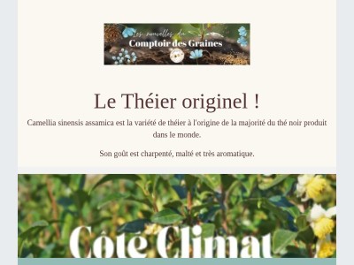Le Théier originel !