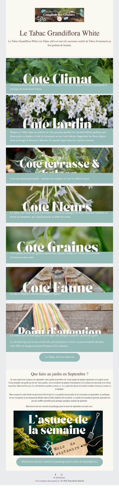 Une très ancienne variété de Tabac au parfum de Jasmin