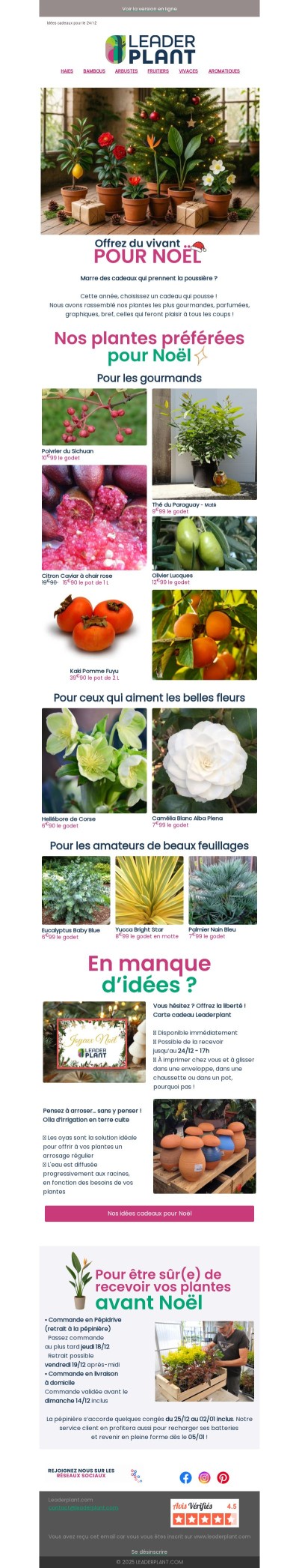 🎅 Quelle plante fera plaisir à Noël cette année ?