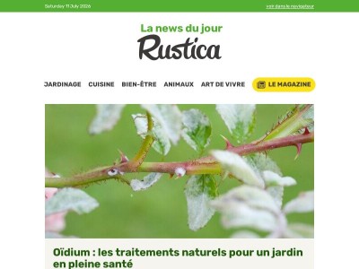 Canicule, soleil, nutrition : la vraie cause des tomates au collet jaune enfin expliquée