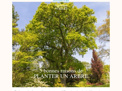 5 bonnes raisons de planter un arbre 🌳