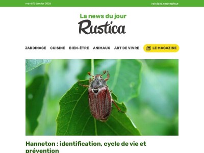 Hanneton : identification, cycle de vie et lutte naturelle