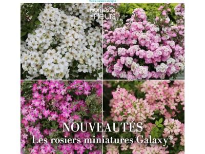 NOUVEAU : Découvrez la gamme de rosiers miniatures Galaxy® !