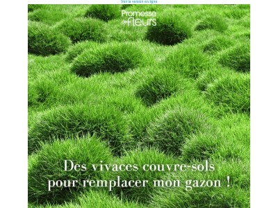 Vous cherchez une alternative au gazon pour votre jardin ?