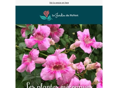 Les plantes méconnues qui illuminent l’automne !
