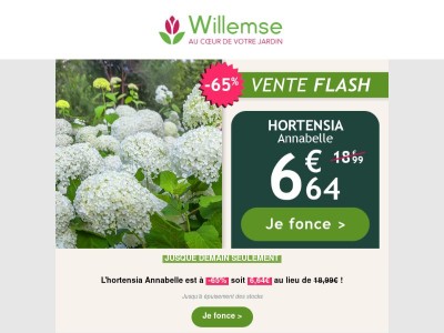 L'hortensia Annabelle à -65% ! Le déstockage des bulbes à fleurs continue 🌷