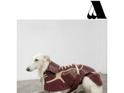 Introducing: dog raincoats