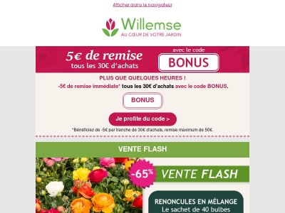 ⚡ Offre FLASH : 40 renoncules pour 3,49€ SEULEMENT !