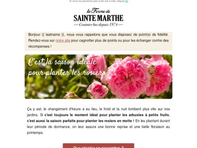En novembre, plantez des rosiers 🌹