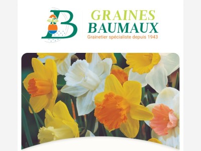 🕔 REMISE de 50% sur un assortiment de bulbes à fleurs.