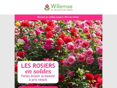 🌹 Soldes spéciales rosiers : jusqu’à -50%