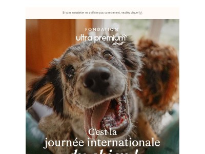 C'est la Journée Internationale du Chien 🐶