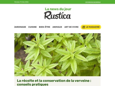 Récolte de verveine : astuces pour bien conserver vos feuilles