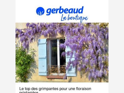 🌸 Des grimpantes en fleurs dès ce printemps !