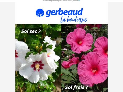 Quel hibiscus pour votre jardin ?