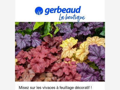 Des vivaces à feuillage décoratif : un jardin beau toute l'année !