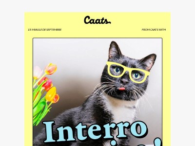 L'école du chat  🎓🤓
