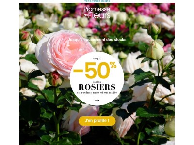 🌹 Jusqu’à -50% sur les rosiers en racines nues et en motte !