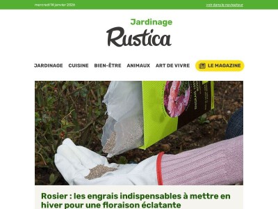 Rosier : les engrais indispensables à mettre en hiver pour une floraison éclatante