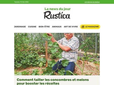 Comment tailler les concombres et melons pour booster les récoltes