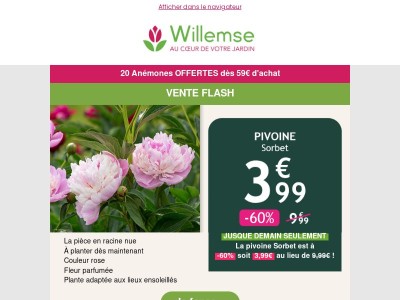 🌸 Craquez pour la pivoine Sorbet à -60% !