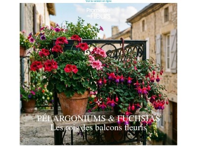 Pélargoniums & fuchsias : faites vibrer vos balcons et suspensions !