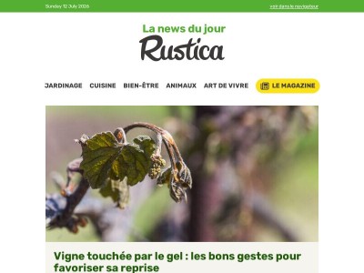 Vigne gelée au printemps : comment reconnaître les rameaux morts et bien les tailler