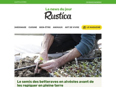 Semer des betteraves en alvéoles avant repiquage en pleine terre